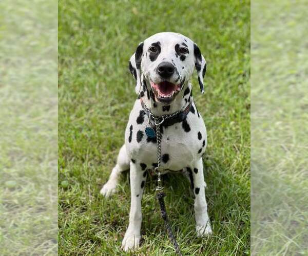 Medium Photo #16 Dalmatian Puppy For Sale in JASPER, FL, USA