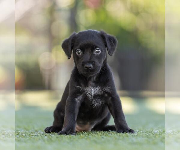 Medium Photo #2 Dachshund-Unknown Mix Puppy For Sale in San Diego, CA, USA