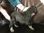 Small Photo #4 Boxer Puppy For Sale in ELKHART, IN, USA