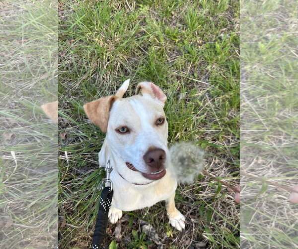 Medium Photo #14 Carolina Dog-Unknown Mix Puppy For Sale in Hillsboro, MO, USA