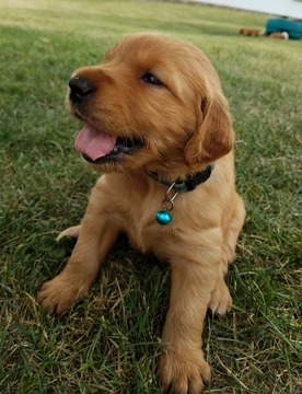 Medium Photo #1 Golden Retriever Puppy For Sale in WAYNESFIELD, OH, USA