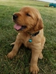 Small Photo #1 Golden Retriever Puppy For Sale in WAYNESFIELD, OH, USA