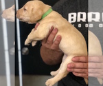 Small Photo #4 Labrador Retriever Puppy For Sale in LUMBERTON, NC, USA