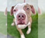 Small #7 American Staffordshire Terrier Mix