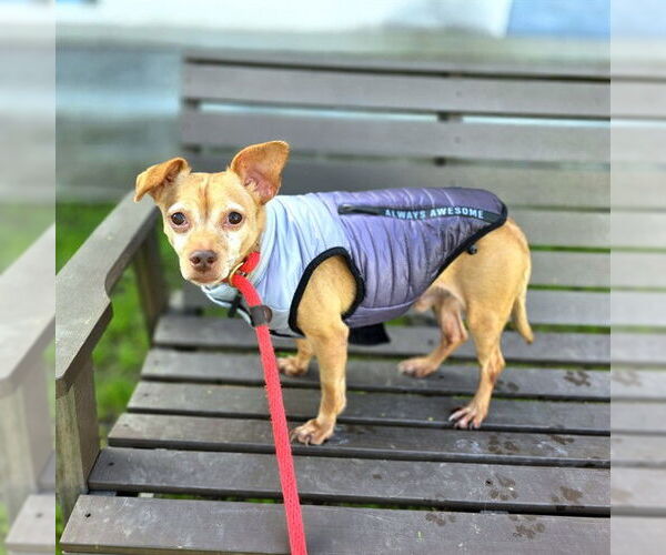 Medium Photo #1 Chihuahua Puppy For Sale in Long Beach, CA, USA