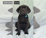 Image preview for Ad Listing. Nickname: Jewel