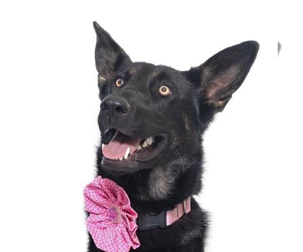 Medium Photo #1 German Shepherd Dog Puppy For Sale in Santa Maria, CA, USA