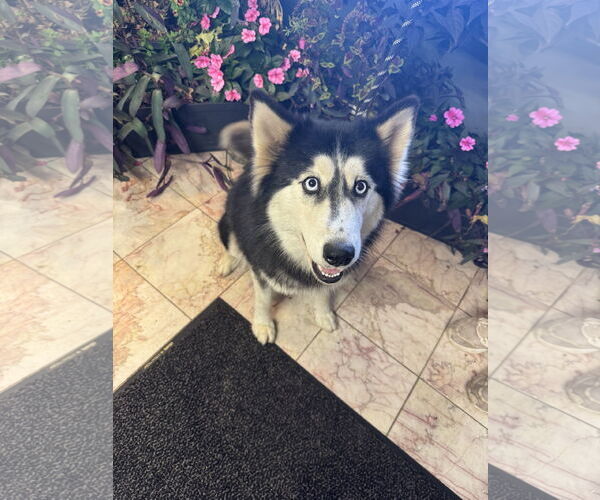 Medium Photo #1 Siberian Husky Puppy For Sale in Leavenworth, KS, USA