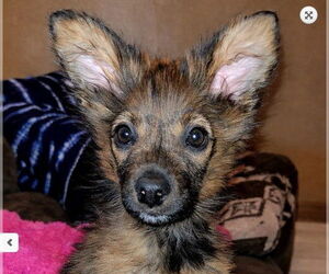 Mutt Dogs for adoption in Laramie, WY, USA