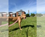 Small #8 Labrador Retriever Mix
