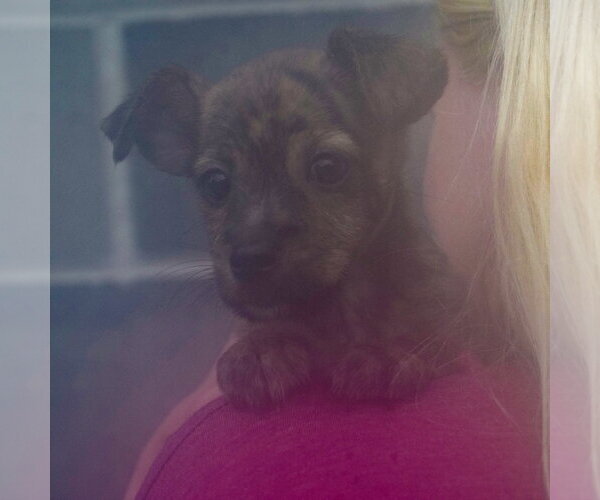 Medium Photo #5 Chipin Puppy For Sale in Huntley, IL, USA