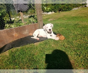 Dogo Argentino Puppy for sale in BELGRADE, ME, USA