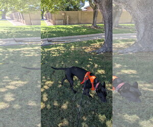 NALA #13 - Female Akita-American Pit Bull Terrier Mix Dog for Adoption - Photo #2