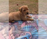 Puppy Dolly Labrador Retriever