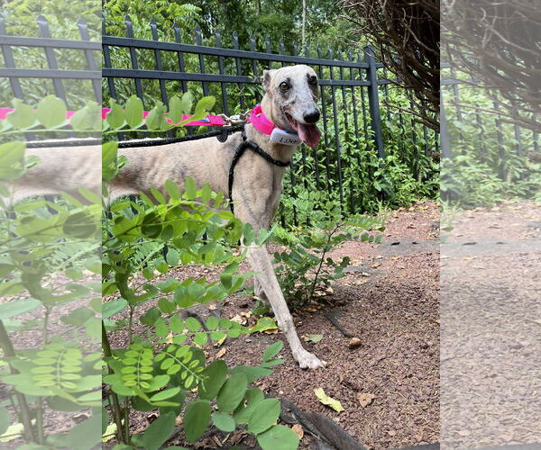 Medium Photo #2 Greyhound Puppy For Sale in Cherry Hill, NJ, USA