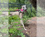 Small #1 Greyhound