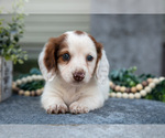 Puppy Casper Dachshund