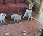 Small Photo #8 Siberian Husky Puppy For Sale in CARMINE, TX, USA