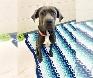 Mutt Dogs for adoption in Fort Wayne, IN, USA