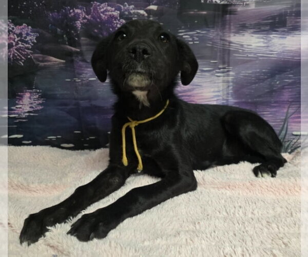 Medium Photo #1 Labbe Puppy For Sale in Lakewood, CO, USA