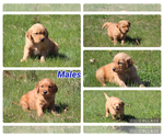 Small Photo #18 Golden Retriever Puppy For Sale in MIDDLEBURG, PA, USA