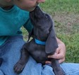 Small Photo #1 Weimaraner Puppy For Sale in HARRISON, AR, USA