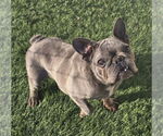 Small #2 French Bulldog
