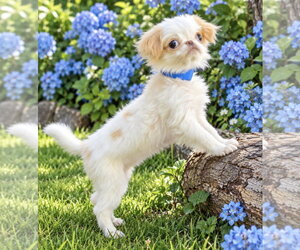 Japanese Chin Dogs for adoption in Bon Carbo, CO, USA