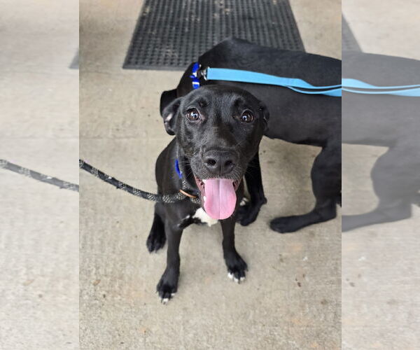 Medium Photo #7 Labrador Retriever-Unknown Mix Puppy For Sale in McDonough, GA, USA
