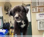 Small American Pit Bull Terrier Mix