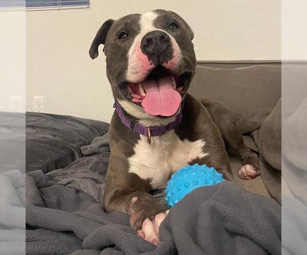 Medium Photo #5 American Pit Bull Terrier Puppy For Sale in Aurora, CO, USA