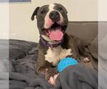 Small #4 American Pit Bull Terrier
