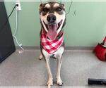 Small #2 Labrador Retriever-Siberian Husky Mix