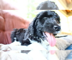 Small #5 Aussiedoodle