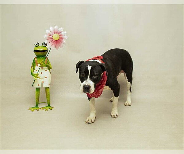 Medium Photo #2 Mutt Puppy For Sale in Sanford, FL, USA