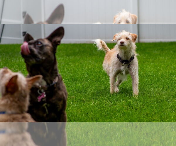 Medium Photo #3 Mutt Puppy For Sale in Princeton, MN, USA