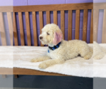 Small #2 Shih-Poo