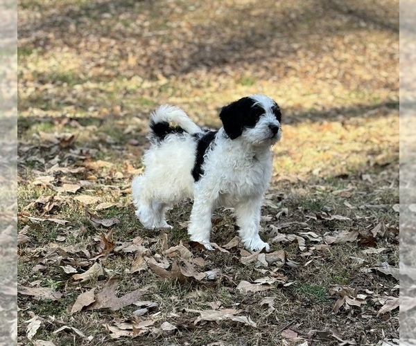 Medium Photo #3 Miniature Bernedoodle Puppy For Sale in MURRAYVILLE, GA, USA