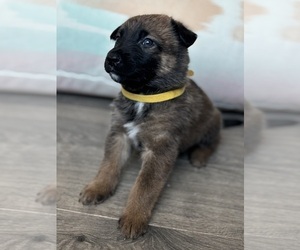 Medium Malinois