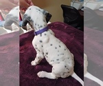 Small Photo #2 Dalmatian Puppy For Sale in ROMEOVILLE, IL, USA