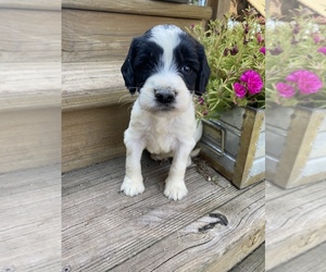 Springerdoodle Puppy for sale in FINLAYSON, MN, USA