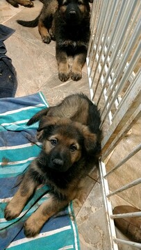 Medium Photo #11 German Shepherd Dog Puppy For Sale in MC DONOUGH, GA, USA