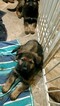 Small Photo #11 German Shepherd Dog Puppy For Sale in MC DONOUGH, GA, USA