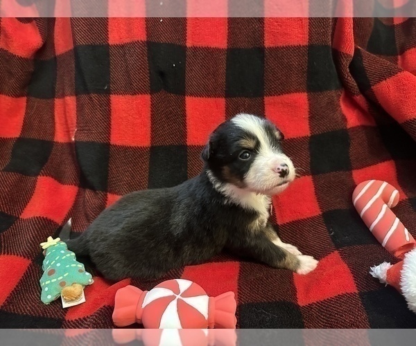 Medium Photo #7 Miniature Australian Shepherd Puppy For Sale in QUINCY, CA, USA