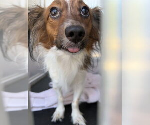 Papillon-Unknown Mix Dogs for adoption in Rancho Cucamonga, CA, USA
