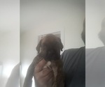 Small Photo #9 America Bandogge Mastiff-American Bandogge Mix Puppy For Sale in MONTROSS, VA, USA