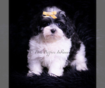 Puppy Vision F1 Maltipoo (Miniature)