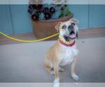 Small #1 American Bulldog Mix