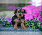 Image preview for Ad Listing. Nickname: Litter of 4