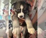 Puppy Diamond girl Siberian Husky